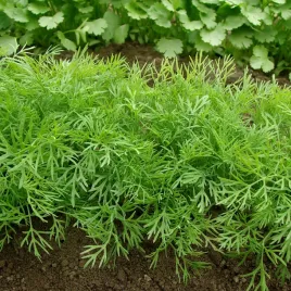 koper-moravan-wielokrotny-zbior-nasiona-kopru-duza-paczka-5g