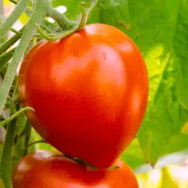 pomidor-oxheart-bawole-serce-ksztaltu-sercowatego-nasiona-toraf