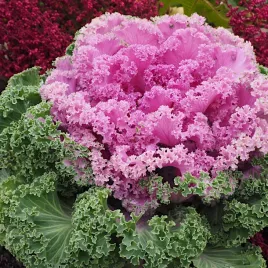 kapusta-ozdobna-mix-kolorow-nasiona-rabaty-kwietniki-toraf