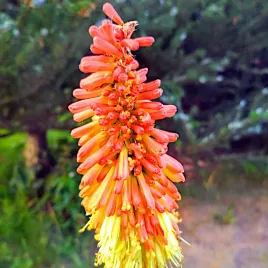 trytoma-groniasta-maczugowate-kwiatostany-nasiona-kwiatow-toraf