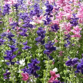 szalwia-trojbarwna-filetowa-rozowa-biala-nasiona-kwiatow-kolorowych