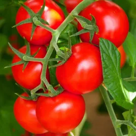 pomidor-harzfeuer-odporny-nasiona-toraf