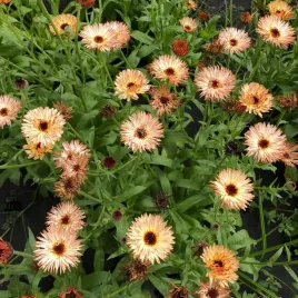 nagietek-lekarski-sunset-buff-nasiona-kwiatow-nagietka-toraf