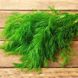 koper-krezus-nasiona-5g-dobrze-plonujaca-odmiana-toraf