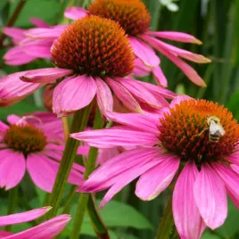 jezowka-purpurowa-roslina-miododajna-bylina-nasiona-toraf