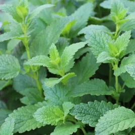 mieta-pieprzowa-do-ogordu-wieloletnia-jadalna-nasiona-ziol-toraf