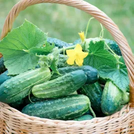 ogorek-octopus-f1-bardzo-plenny-nasiona-ogorkow-toraf