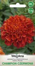 aksamitka-czerwona-red-rozpierzchla-champion-nasiona-wegana