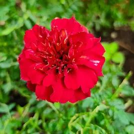 aksamitka-rozpierzchla-champion-czerwona-wegana