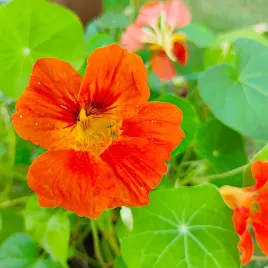nasturcja-pnaca-wysoka-mieszanka-kolorow-rosnie-do-3-m-wysokosci-wegana