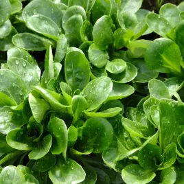 roszponka-warzywna-zimujaca-bogata-w-witaminy-nasiona