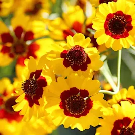 nachylek-dwubarwny-mieszanka-karlowa-nasiona