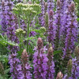 szalwia-omszona-fioletowo-niebieska-wieloletnia-nasiona