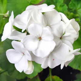 pelargonia-biala-rabatowa-gama-f1-nasiona-pelargonii