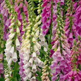 naparstnica-purpurowa-wysokosc-do-150cm-mieszanka-dwuletnia-nasiona