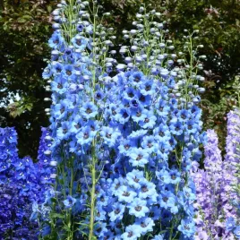 ostrozka-trwala-pacific-giant-wysoka-roslina-mieszanka-nasiona