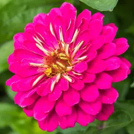 cynia-wytworna-super-yoga-typie-cynii-daliowej-mix-kolorow-nasiona