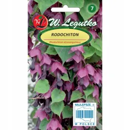 rodochiton-piekne-egzotyczne-pnacze-fioletowo-czerwone-nasiona