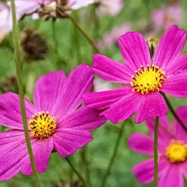 onetek-kosmos-mieszanka-kwitnie-od-lipca-do-mrozow-mix-nasiona