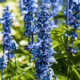 szalwia-omaczna-ciemno-niebieska-jednoroczna-dlugo-kwitnie-nasiona