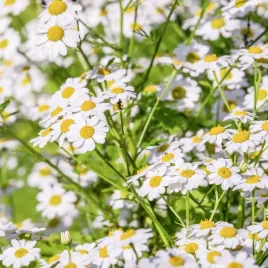 rumianek-pospolity-do-ogrodu-nasiona-ziol-torseed