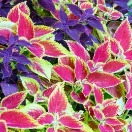 koleus-pokrzywka-mix-kolorow-rabaty-obwodki-do-doniczek-nasiona-torseed