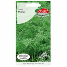 koper-moravan-o-silnym-aromacie-mocno-krzewiacy-nasiona-torseed