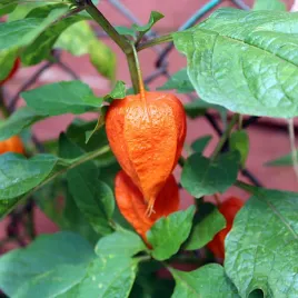 miechunka-owoce-w-ksztalcie-lampionow-ozdobna-roslina-nasiona-torseed