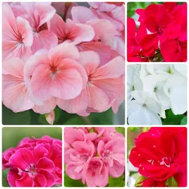 pelargonia-rabatowa-mieszanka-mix-kolorow-biala-czerwona-rozowa-f2-nasiona