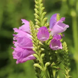 odetka-wirginijska-piekna-bylina-mieszanka-nasiona-torseed