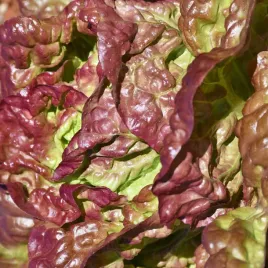 salata-rosela-odporna-na-macznika-rzekomego-nasiona-torseed