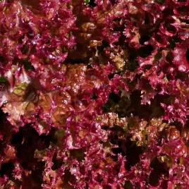 salata-lollo-rossa-czerwona-mocno-karbowane-liscie-nasiona-torseed