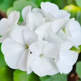 pelargonia-biala-rabatowa-bialy-kolor-nasiona-torseed