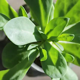 portulaka-warzywna-nasiona-uprawa-pole-balkon-szklarnia-torseed