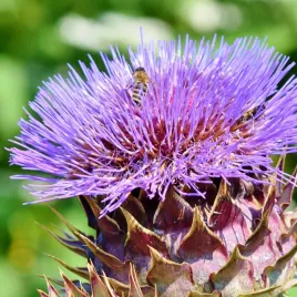 karczoch-hiszpanski-niebieskie-kwiaty-nasiona-torseed