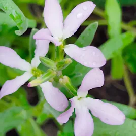 maciejka-nasiona-pieknie-pachnace-kwiaty-5g-plantico