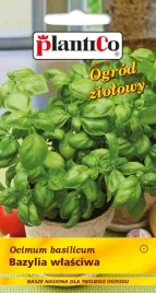 bazylia-wlasciwa-aromatyczne-liscie-nasiona-plantico