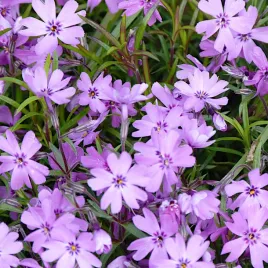 floks-gwiazdzisty-mix-kolorow-kwitnie-lipiec-pazdziernik-nasiona-plantico