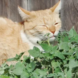 kocimietka-wieloletnia-mietowy-zapach-nasiona-plantico