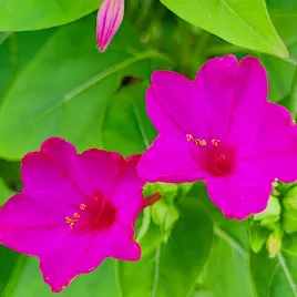 dziwaczek-obficie-kwitnacy-nasiona-piekne-kwiaty-plantico