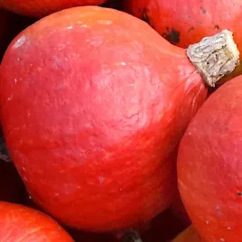 dynia-olbrzymia-uchiki-kuri-nasiona-typ-hokkaido-plantico