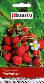 poziomka-bezrozlogowa-baron-von-solemacher-wieloletnia-nasiona-plantico