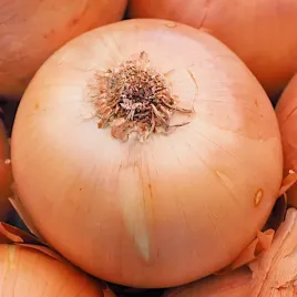 cebula-nasiona-salatkowa-wczesna-exhibition-plantico-1g