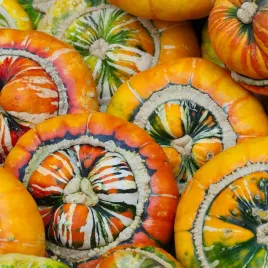 dynia-ozdobna-turkish-turban-nasiona-2g-vilmorin