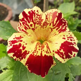 figlarz-kroplik-mieszanka-na-obwodki-rabat-kwiatowych-nasiona-vilmorin