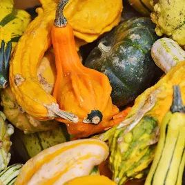 dynia-ozdobna-indy-dekoracyjne-owoce-fantazyjne-ksztalty-nasiona-vilmorin