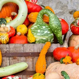 dynia-ozdobna-cobra-dekoracyjne-owoce-nasiona-vilmorin