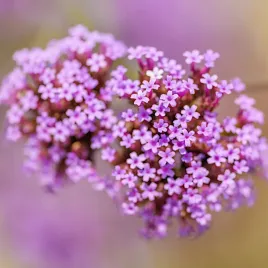 werbena-patagonska-nasiona-fioletowe-pachnace-kwiaty-vilmorin