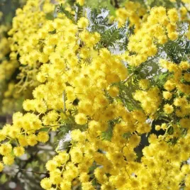 akacja-srebrzysta-australijskie-drzewo-vilmorin