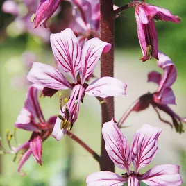 dyptam-krzew-mojzesza-rozowy-nasiona-02g-balsamiczna-won-vilmorin